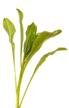 Bir sürü yeşil çim. Beyaz arka plan üzerinde izole