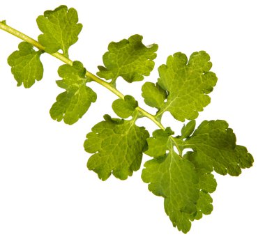 Yeşil yaprakları kırlangıçotu. Beyaz arka plan üzerinde izole