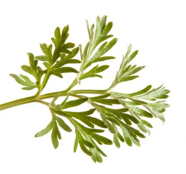 Yeşil yaprak. Beyaz arkaplanda izole