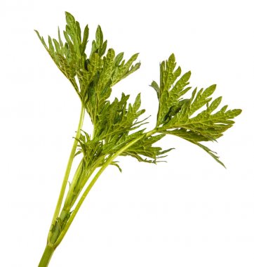 Bir avuç çimen. Beyaz arka plan üzerinde izole