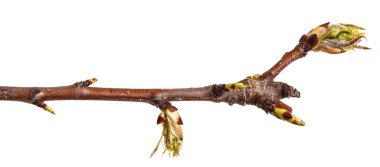 Çiçek tomurcukları ile armut dalı. Beyaz backg izole