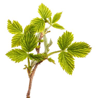 Ahududu yeşil yaprakları ile bir dalı. Beyaz backg izole