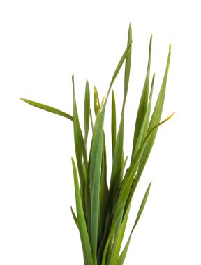 Bir sürü yeşil çim. Beyaz arka plan üzerinde izole