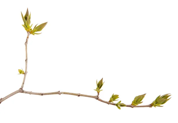 Młoda zieleń odchodzi na gałęzi bzu na białym tle. — Zdjęcie stockowe