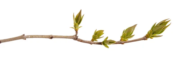Giovani foglie verdi su un ramo lilla su uno sfondo bianco . — Foto Stock