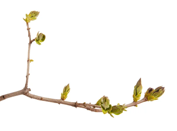 Junge grüne Blätter auf einem fliederfarbenen Zweig auf weißem Hintergrund. — Stockfoto