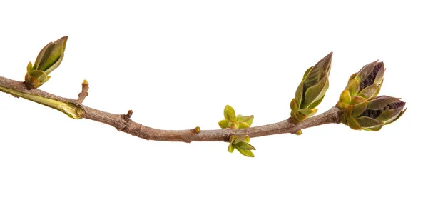 Young green leaves on a lilac branch on a white background. — Stock Photo, Image