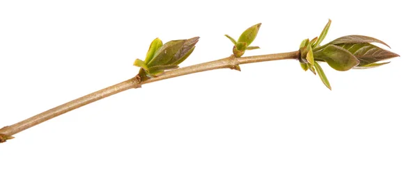 Junge grüne Blätter auf einem fliederfarbenen Zweig auf weißem Hintergrund. — Stockfoto