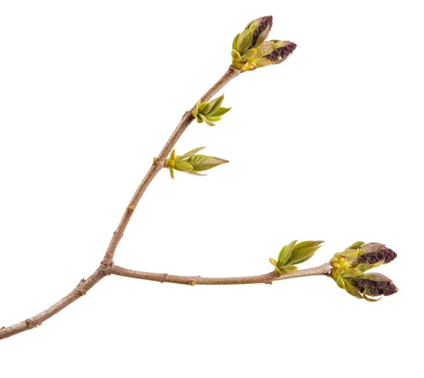 Small uncovered lilac flowers on a branch — Stock Photo, Image