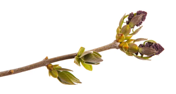 Kleine unbedeckte fliederfarbene Blüten auf einem Zweig — Stockfoto