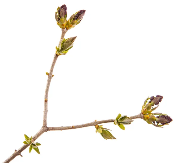 Kleine unbedeckte fliederfarbene Blüten auf einem Zweig — Stockfoto