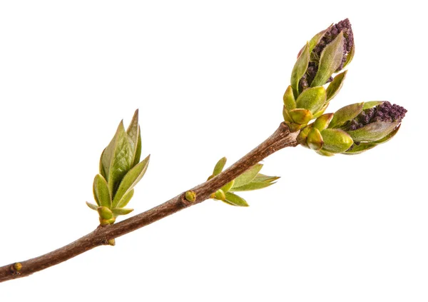 Kleine unbedeckte fliederfarbene Blüten auf einem Zweig — Stockfoto