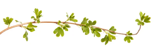 Ein Zweig eines Johannisbeerstrauches mit jungen grünen Blättern. isoliert auf — Stockfoto