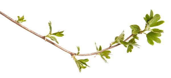 A branch of a currant bush with young green leaves. Isolated on — Stock Photo, Image