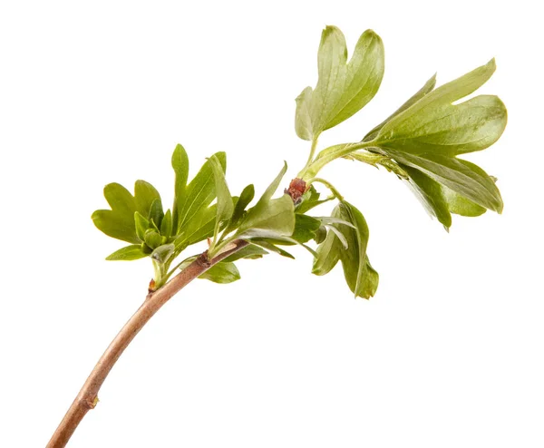 A branch of a currant bush with young green leaves. Isolated on — Stock Photo, Image