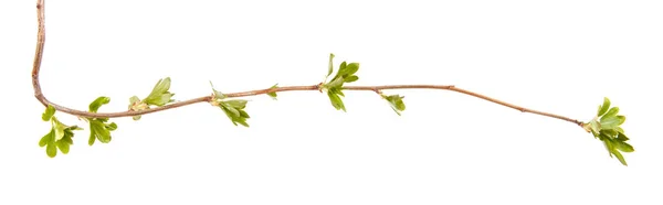 A branch of a currant bush with young green leaves. Isolated on — Stock Photo, Image