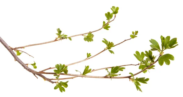 A branch of a currant bush with young green leaves. Isolated on — Stock Photo, Image