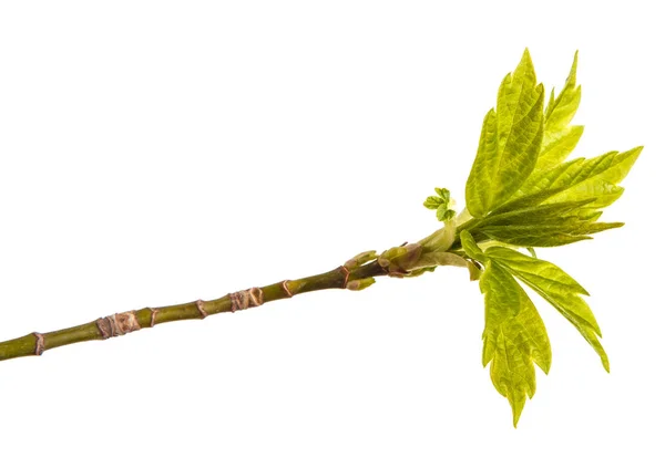 Branch of maple with young leaves isolated on white background — Stock Photo, Image