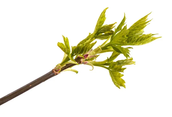 Branch of maple with young leaves isolated on white background — Stock Photo, Image