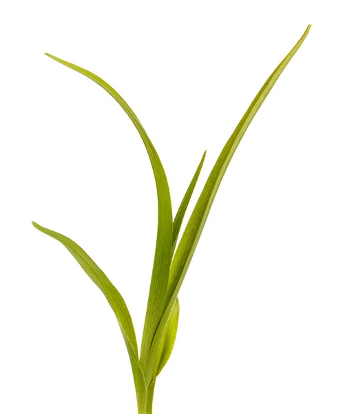 Πράσινα φύλλα της daylily που απομονώνονται σε λευκό φόντο — Φωτογραφία Αρχείου