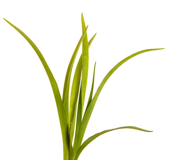 Green leaves of daylily isolated on white background — Stock Photo, Image