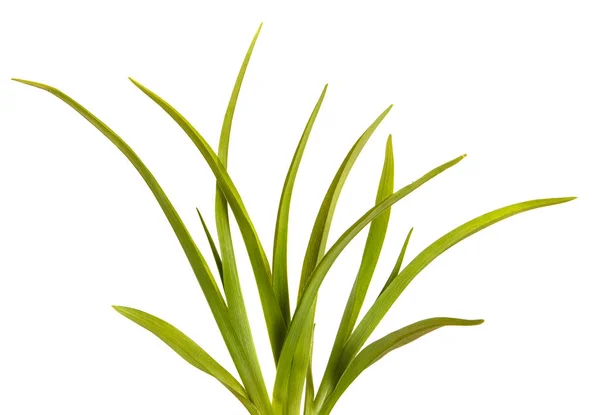 Folhas verdes de daylily isolado no fundo branco — Fotografia de Stock