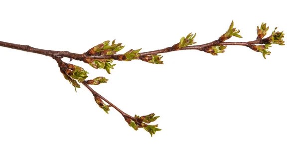 Gemme verdi gonfie su un ramo di un albero ciliegio — Foto Stock