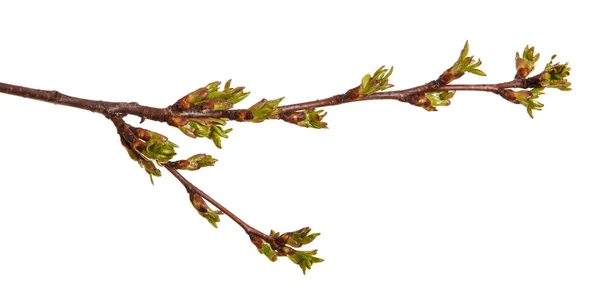 Botões verdes inchados em um ramo de uma árvore de cereja — Fotografia de Stock