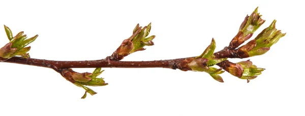 Botões verdes inchados em um ramo de uma árvore de cereja — Fotografia de Stock