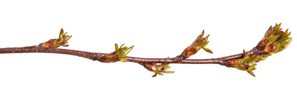 Botões verdes inchados em um ramo de uma árvore de cereja — Fotografia de Stock