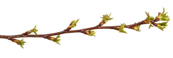 Swollen green buds on a branch of a cherry tree — Stock Photo, Image