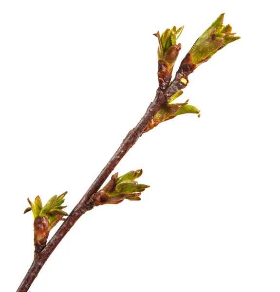 肿的一棵樱桃树的树枝上的绿芽 — 图库照片