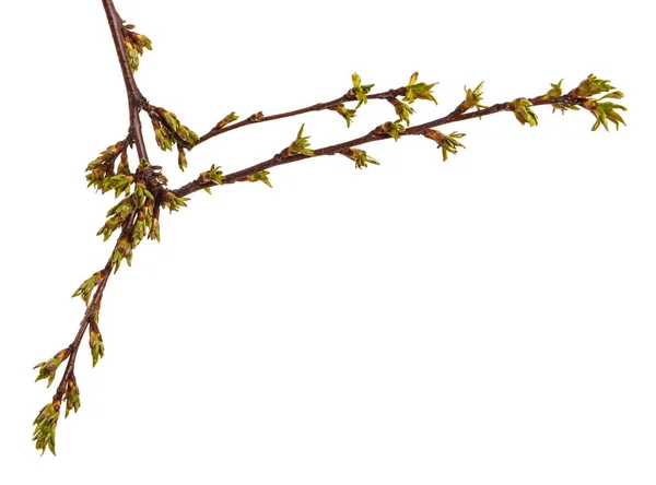 Bourgeons verts gonflés sur une branche d'un cerisier — Photo