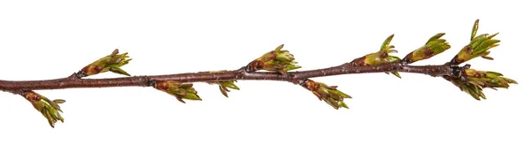 Botões verdes inchados em um ramo de uma árvore de cereja — Fotografia de Stock