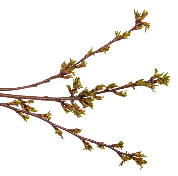 桜の木の枝に緑の芽を腫れ — ストック写真