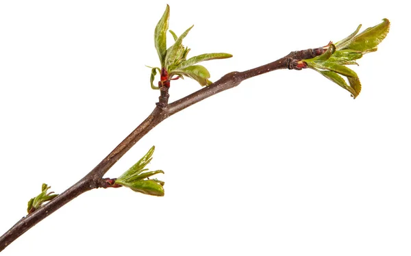 Branche d'un pommier aux jeunes feuilles isolées sur une ba blanche — Photo