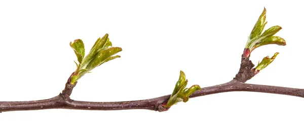 Branch of an apple tree with young leaves isolated on a white ba — Stock Photo, Image