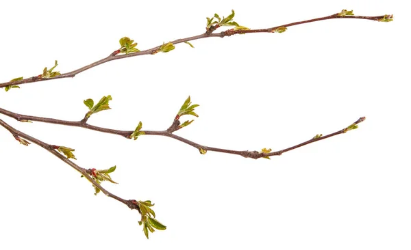 Branche d'un pommier aux jeunes feuilles isolées sur une ba blanche — Photo