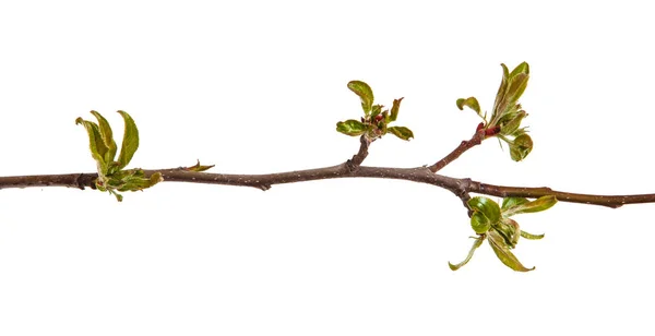 Gren av ett äppelträd med unga blad isolerad på en vit ba — Stockfoto