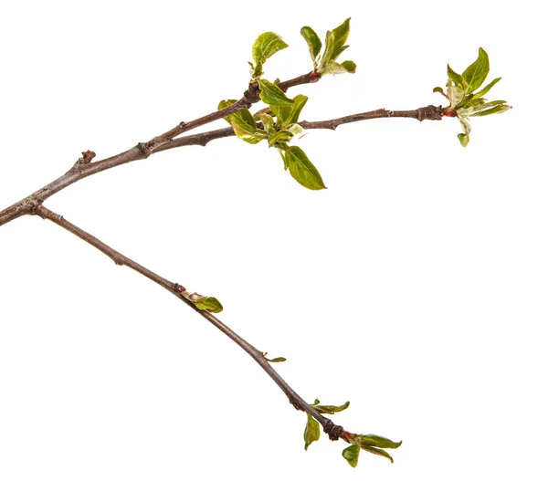 Tak van een appelboom met jonge bladeren geïsoleerd op een witte ba — Stockfoto