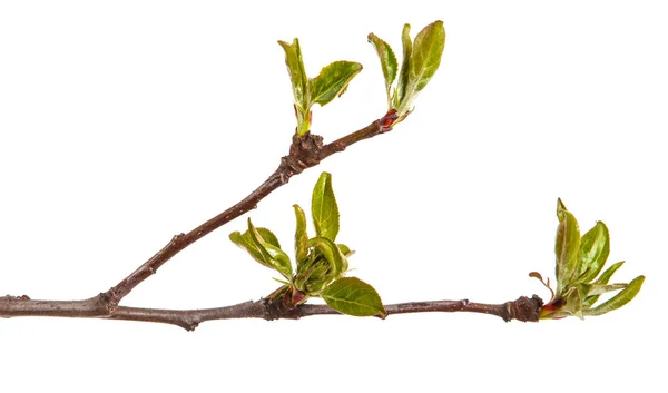 Branch of an apple tree with young leaves isolated on a white ba — Stock Photo, Image