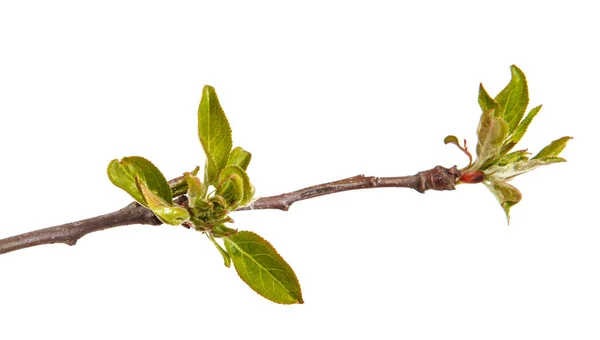 Tak van een appelboom met jonge bladeren geïsoleerd op een witte ba — Stockfoto