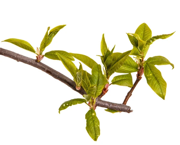 A bird cherry branch with young green leaves. Isolated on white — Stock Photo, Image