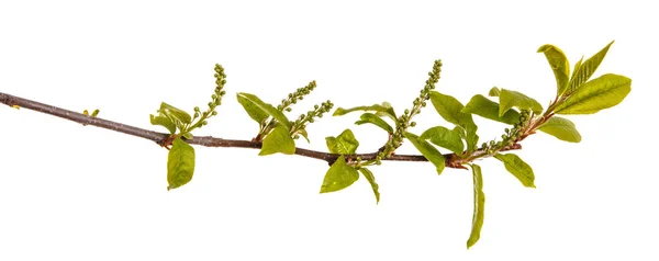 Una rama de cerezo pájaro con hojas verdes jóvenes. Aislado sobre blanco — Foto de Stock