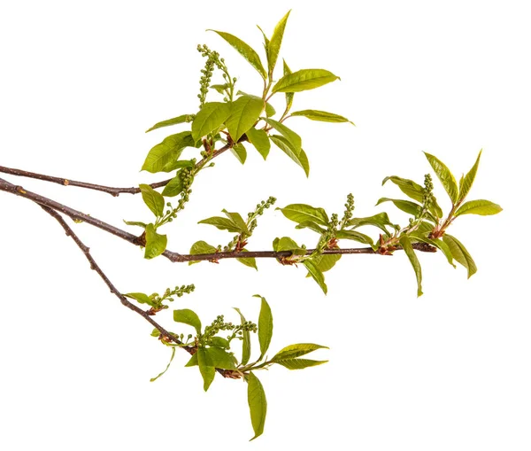 A bird cherry branch with young green leaves. Isolated on white — Stock Photo, Image