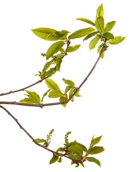 Une branche de cerisier oiseau avec de jeunes feuilles vertes. Isolé sur blanc — Photo