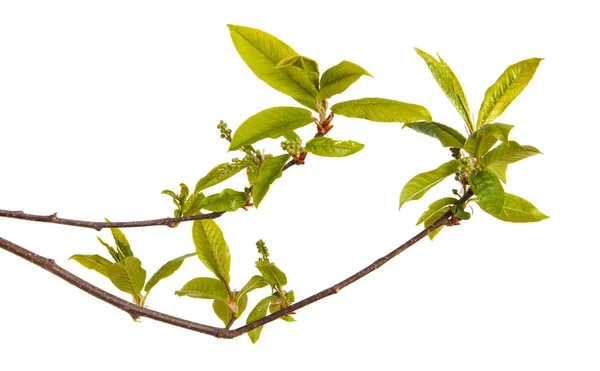 Czeremcha oddział z młodych liści zielony. Na białym tle — Zdjęcie stockowe
