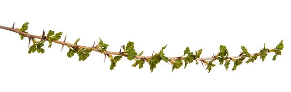 Stachelbeerzweige mit jungen grünen Blättern. An Pfingsten isoliert — Stockfoto