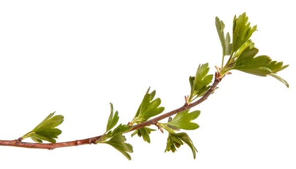 Ramas de grosella con hojas verdes. Aislado sobre fondo blanco — Foto de Stock