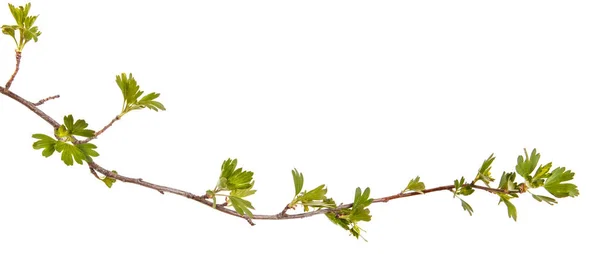 Branches of currant with green leaves. Isolated on white backgro — Stock Photo, Image